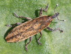 Lixus subtilis