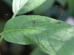 Pseudogagrella splendens
