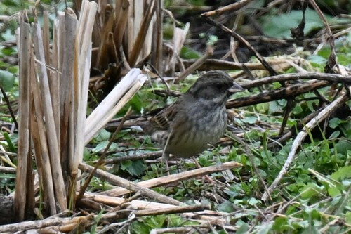 Black-faced Bunting
