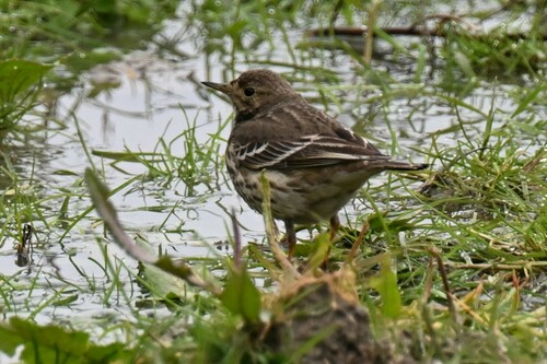 Siberian Pipit