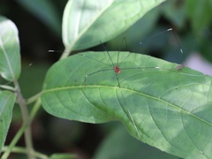 Pseudogagrella splendens