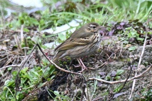 Olive-backed Pipit