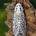 Carpenter and Leopard Moths - Photo (c) Gilles San Martin, some rights reserved (CC BY-SA)