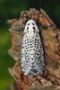 Carpenter and Leopard Moths - Photo (c) Gilles San Martin, some rights reserved (CC BY-SA), uploaded by Gilles San Martin