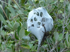 Dolomedes schauinslandi
