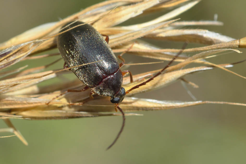 Hymenalia rufipes