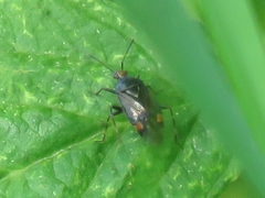 Deraeocoris flavilinea