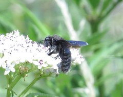 Xylocopa