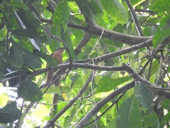 Edolisoma tenuirostre