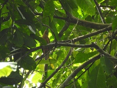 Edolisoma tenuirostre