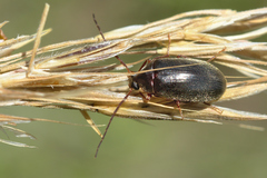 Hymenalia rufipes
