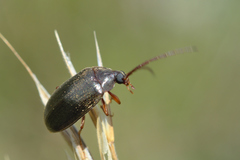 Hymenalia rufipes