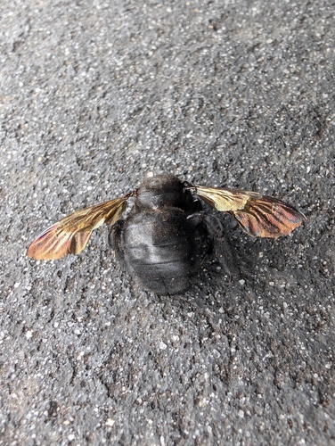 Valley Carpenter Bee photographed in Hawaii