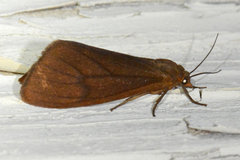 Virbia opella