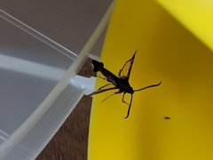 Synanthedon formicaeformis