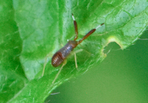 Common Flathorn Plant Bug