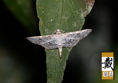 Epaena