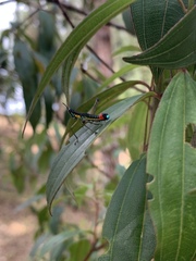 Paramastax duquei