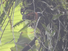 Monarcha richardsii