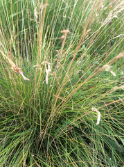 Festuca ovina