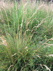 Festuca ovina