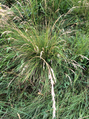 Festuca ovina