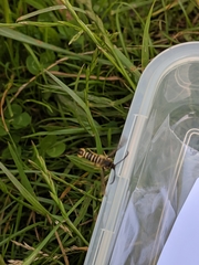 Bembecia ichneumoniformis