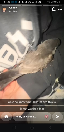 Leach's Storm Petrel