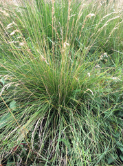 Festuca ovina