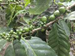 Coffea