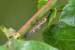 Coccinella magnifica