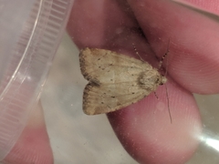 Photedes minima