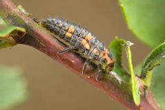 Coccinella magnifica