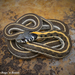 Western Black-necked Gartersnake - Photo (c) Beren Erkan (herper/photographer), some rights reserved (CC BY-NC), uploaded by Beren Erkan (herper/photographer)