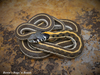 Western Black-necked Gartersnake - Photo (c) Beren Erkan (herper/photographer), some rights reserved (CC BY-NC), uploaded by Beren Erkan (herper/photographer)