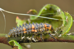 Coccinella magnifica