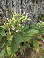 Nicotiana tabacum
