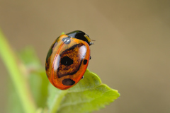 Coccinella magnifica