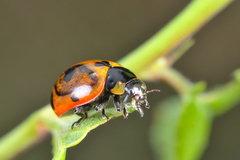 Coccinella magnifica