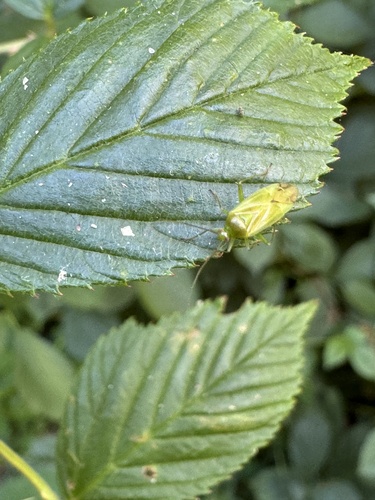 Common Green Capsid photo 5