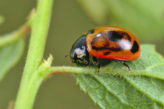 Coccinella magnifica