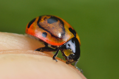 Coccinella magnifica