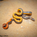 Prairie Ringneck Snake - Photo (c) Beren Erkan (herper/photographer), some rights reserved (CC BY-NC), uploaded by Beren Erkan (herper/photographer)