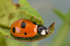 Coccinella magnifica