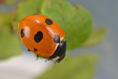 Coccinella magnifica