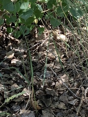 Aspidoscelis neotesselatus