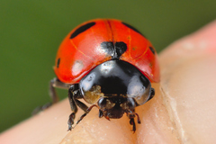 Coccinella magnifica