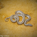 Lined Snake - Photo (c) Beren Erkan (herper/photographer), some rights reserved (CC BY-NC), uploaded by Beren Erkan (herper/photographer)