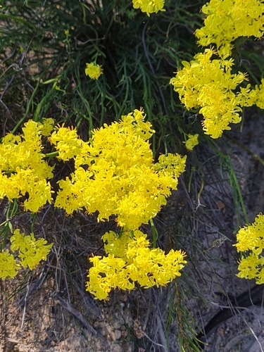 Image of Glischrocaryon aureum by (c) Belinda Forbes, some rights reserved (CC BY)