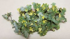 Podostictina pickeringii